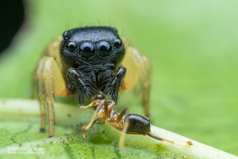 A macro photo of a jumping spider