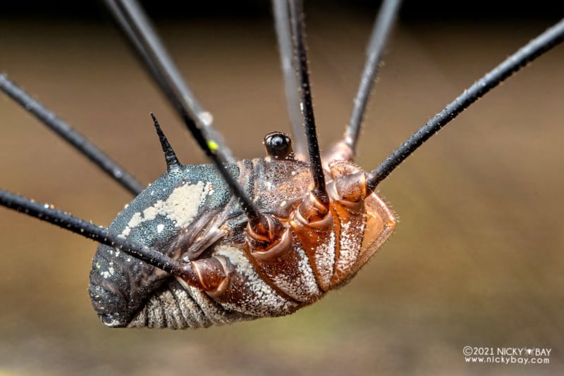 A macro photo of a harvestman