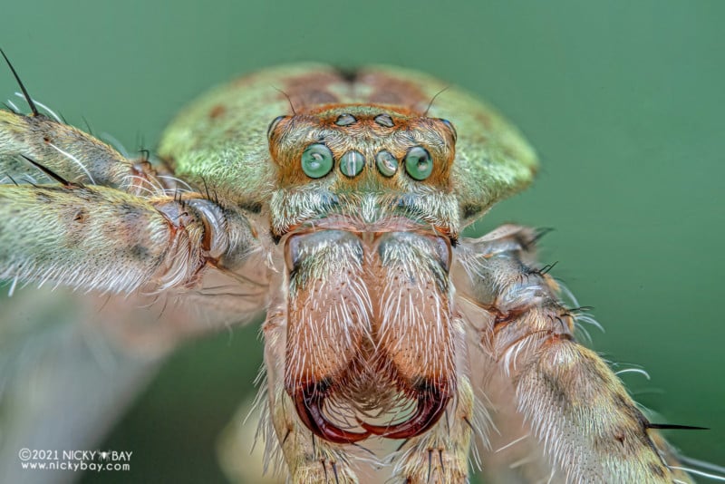 A macro photo of a huntsman spider