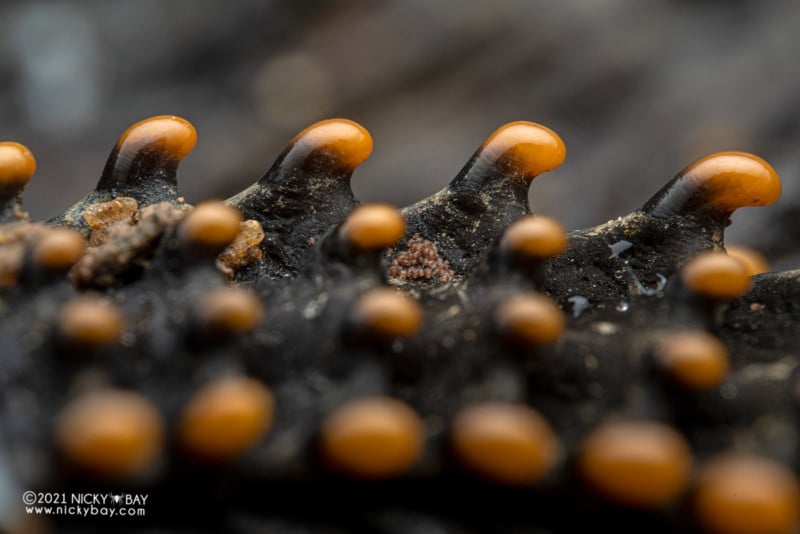 A macro photo of a trilobite beetle