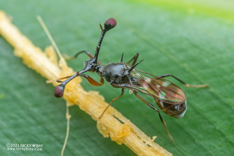 A stalk-eyed fly