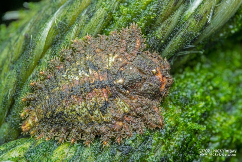 A macro photo of an owlfly larva