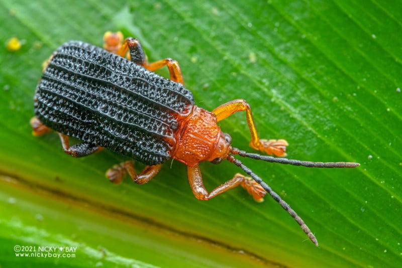 A macro photo of a leaf beetle