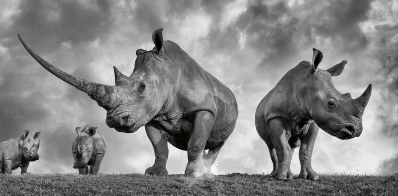 Rhinos with horn