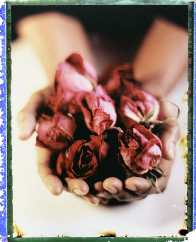 A photo of hands holding flower petals