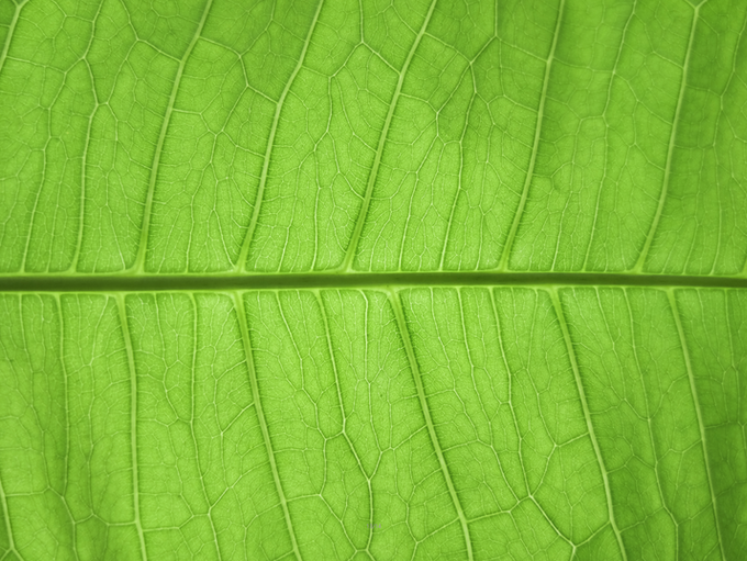 Arducam AF Sample Image 1 - Leaf close up