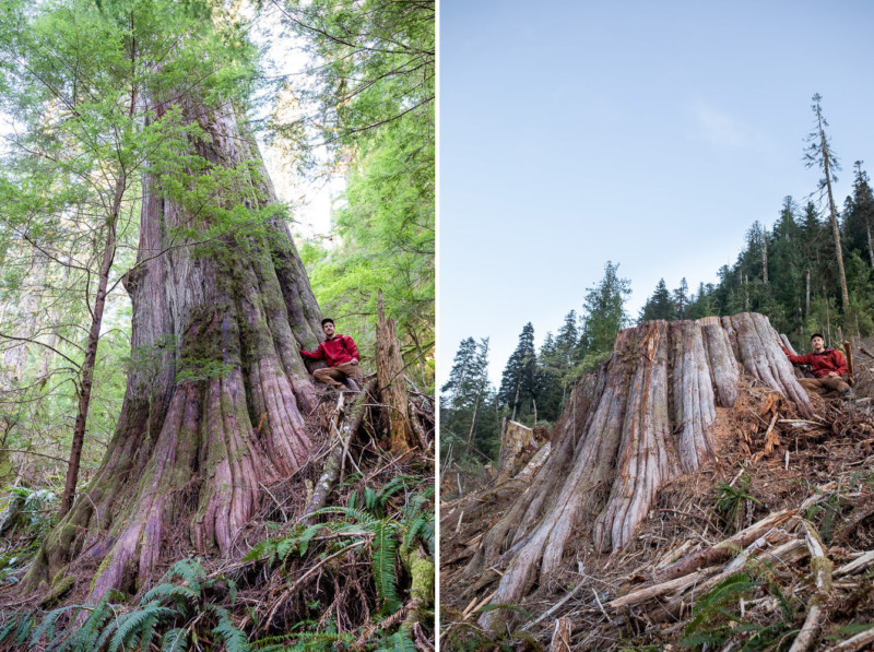 Before and after photos of old-growth trees cut down by logging by photographer TJ Watt