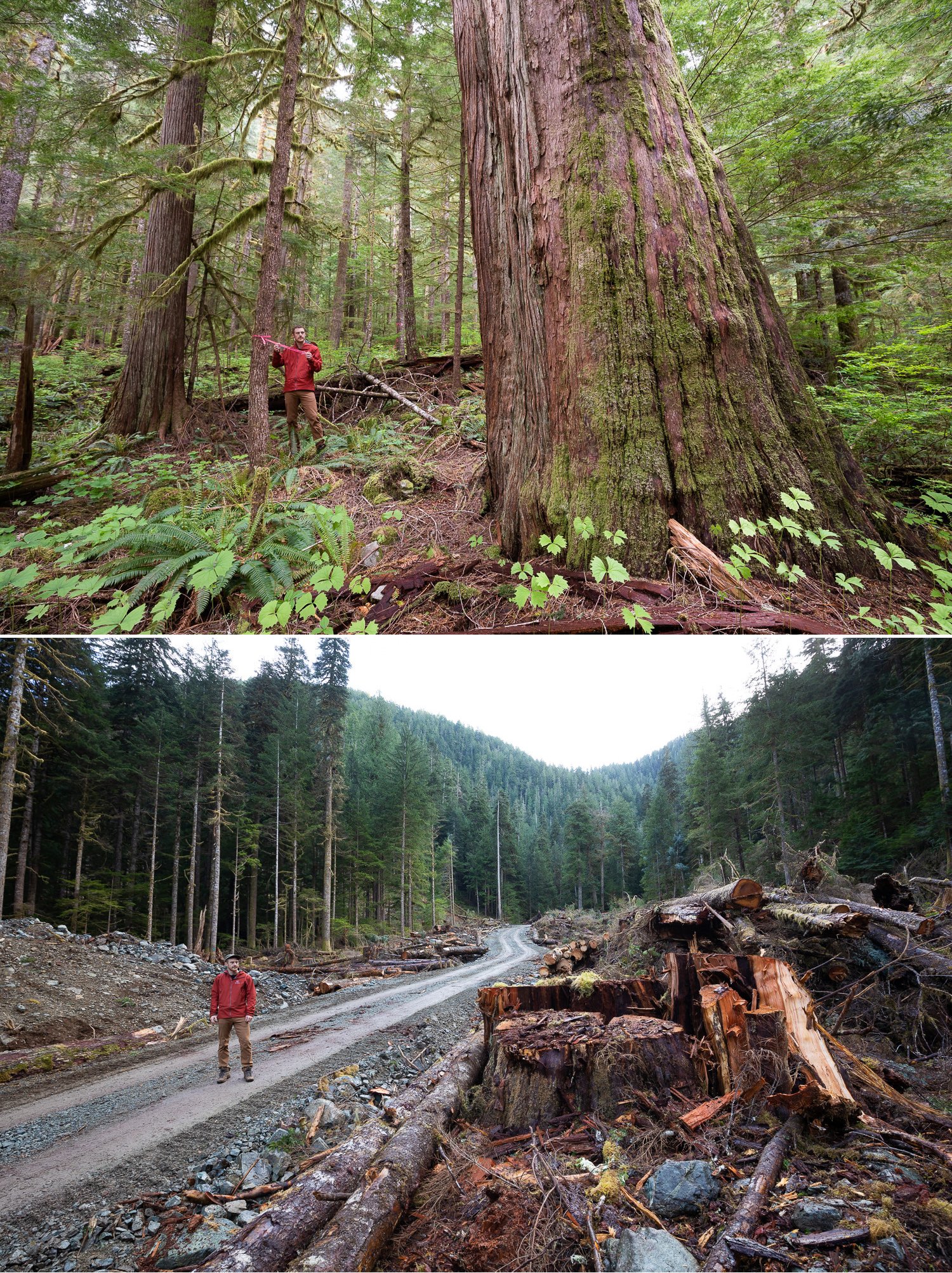 Before and after photos of old-growth trees cut down by logging by photographer TJ Watt