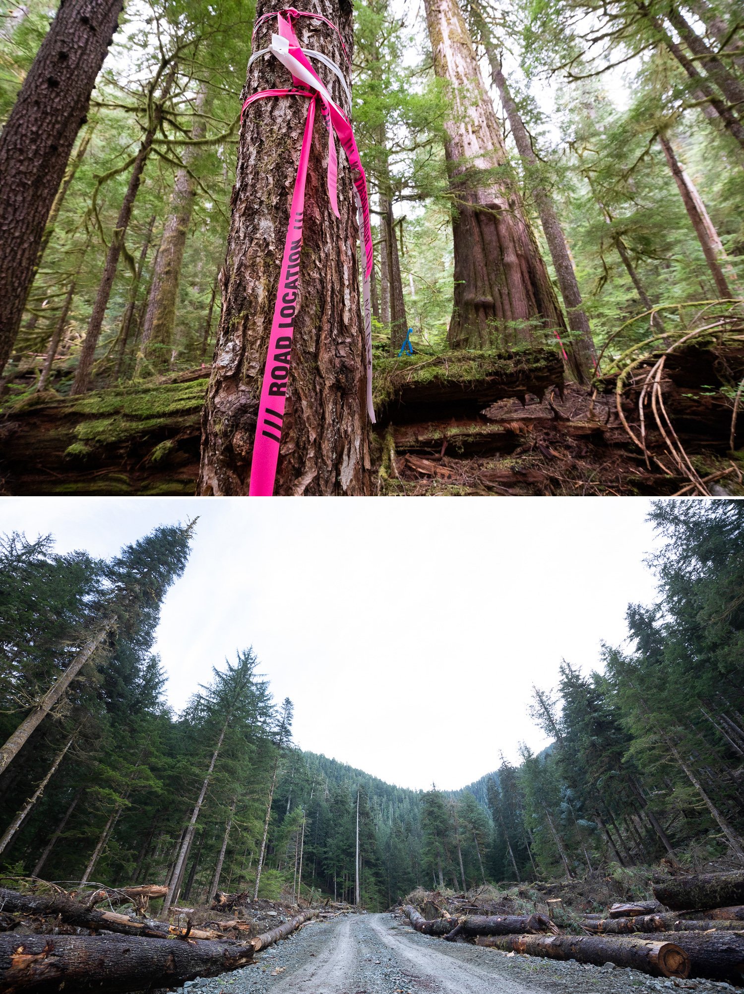 Before and after photos of old-growth trees cut down by logging by photographer TJ Watt