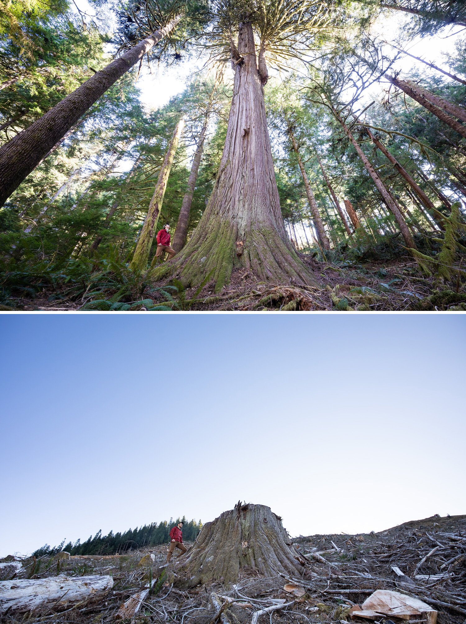 Before and after photos of old-growth trees cut down by logging by photographer TJ Watt