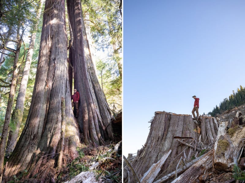 Before and after photos of old-growth trees cut down by logging by photographer TJ Watt