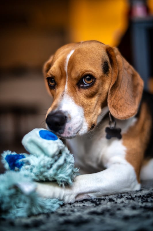 Shallow Depth of Field images of beagle with Laowa 45mm f/0.95 Lens