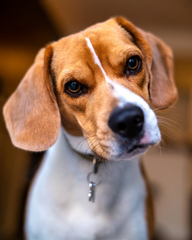 Shallow Depth of Field images of beagle with Laowa 45mm f/0.95 Lens