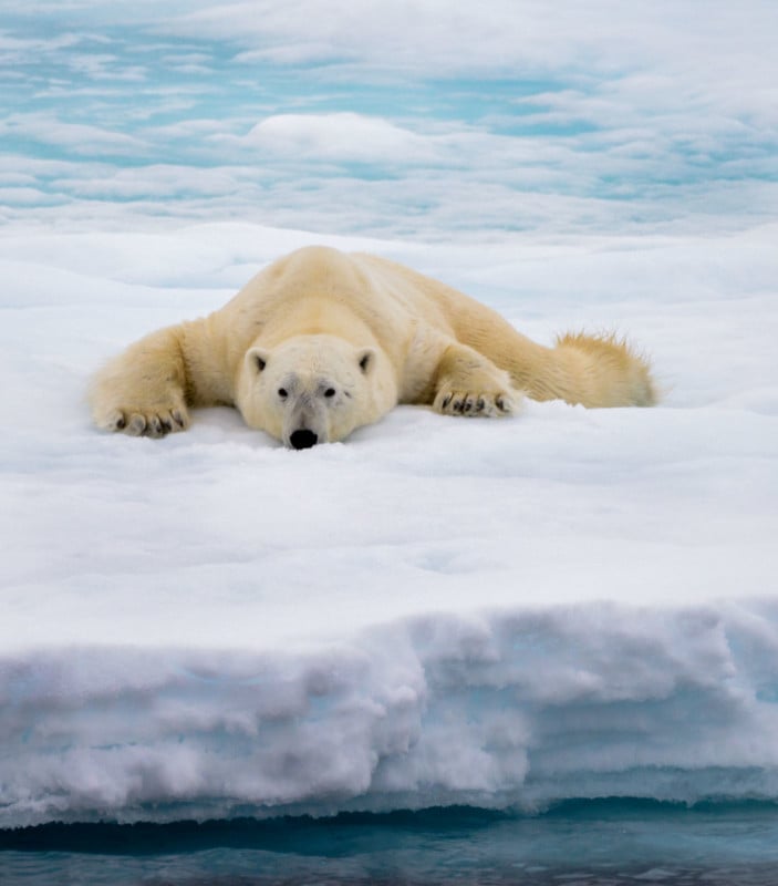 Polar bear lying on ice with snow in Arctic, North of Svalbard