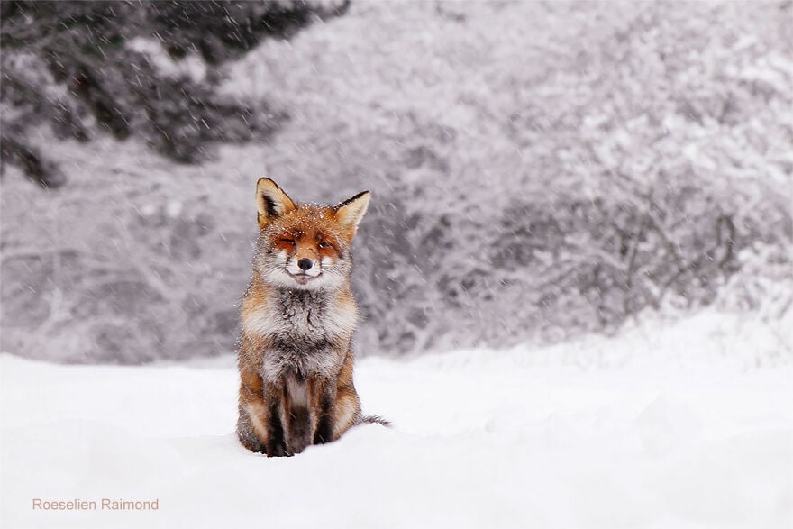 Photographer Captures Fox Adorably Covered In Snow Petapixel