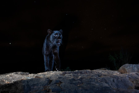 The Winning Photos from the 2021 Nature Photographer of the Year ...