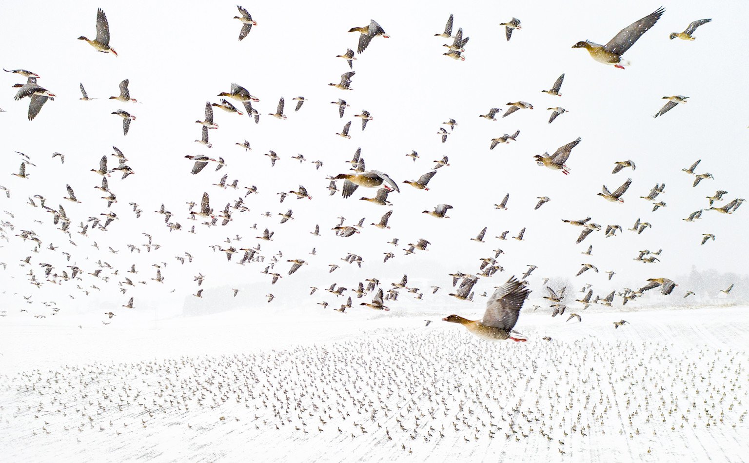 "Cuộc di cư mùa đông" (Winter Migration) thực hiện bởi nhiếp ảnh gia Terje Kolaas được vinh danh là tác phẩm dành chiến thắng chung cuộc tại cuộc thi Nhiếp ảnh gia Thiên nhiên của năm 2021