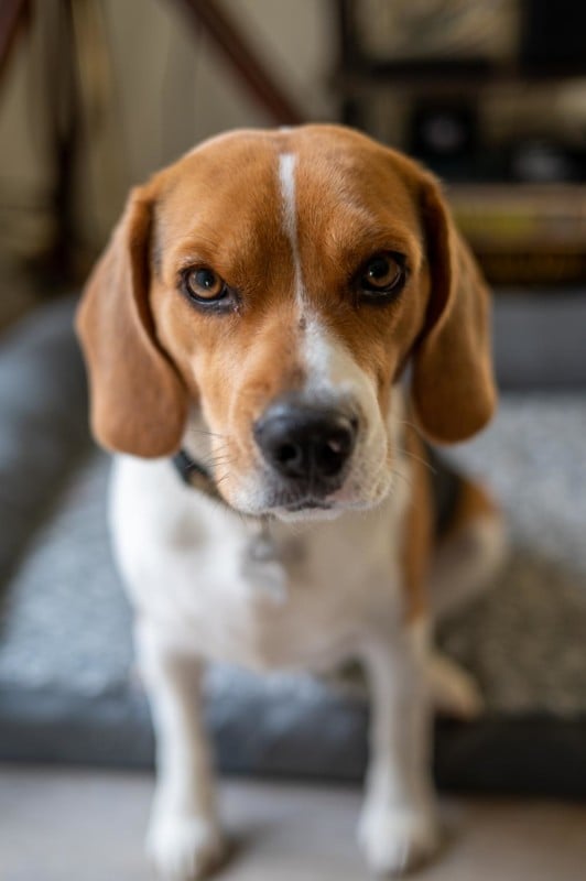 A photo of a dog looking at the camera