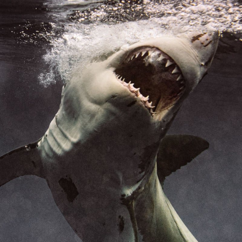 Great white shark photographer