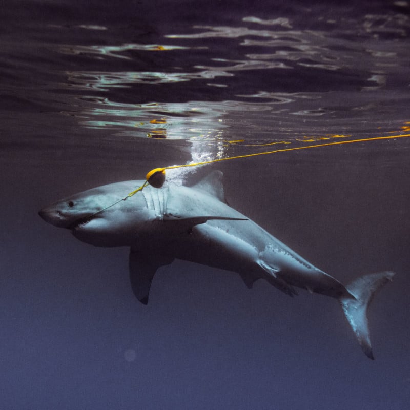 Great white shark photographer