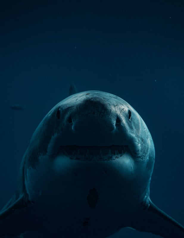 Great white shark photographer