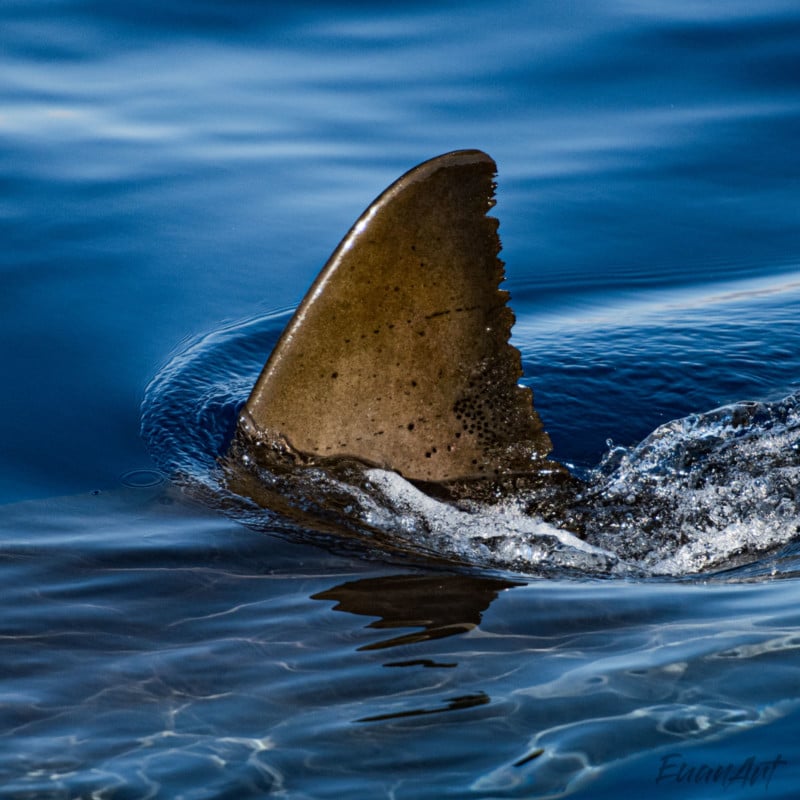 So impressive': Diver captures up-close encounter with massive shark