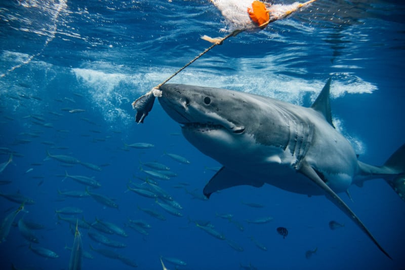 Great white shark photographer