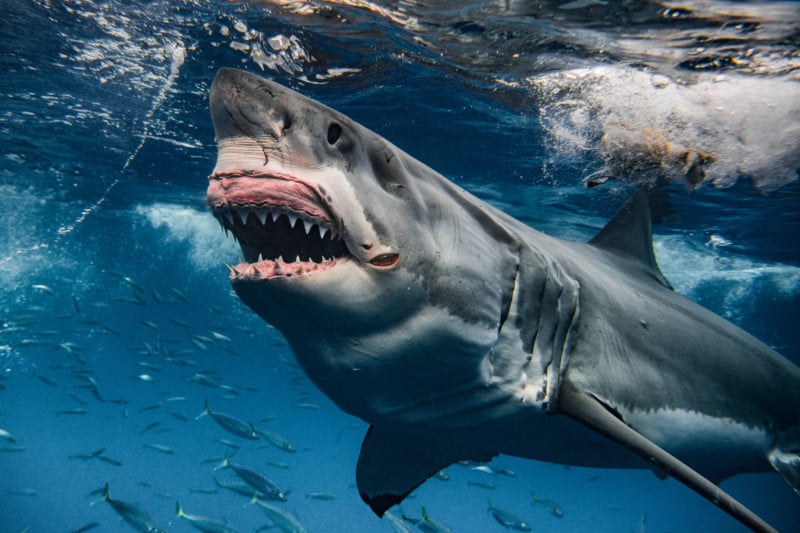 Great white shark photographer