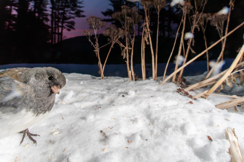 A close-up photo of a bird by photographer Carla Rhodes