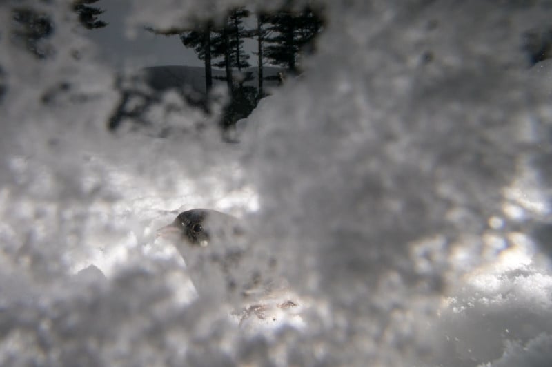A close-up photo of a bird feeding in the winter at a bird feeder
