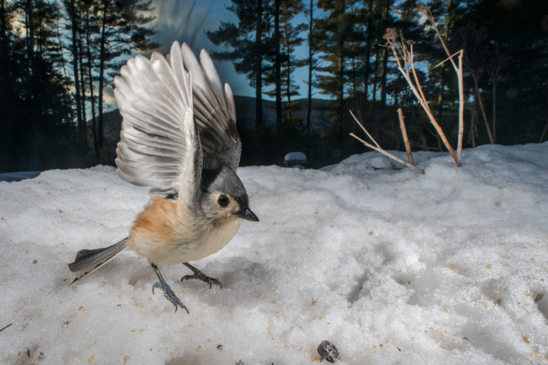 A close-up photo of a bird feeding in the winter at a bird feeder