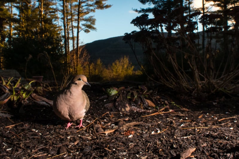 A close-up photo of a dove feeding in the winter at a bird feeder