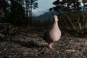 Photographer Snaps Close-Up Photos of Animals at a Bird Feeder | PetaPixel