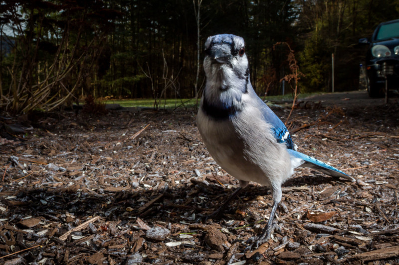 A close-up photo of a bird feeding in the winter at a bird feeder