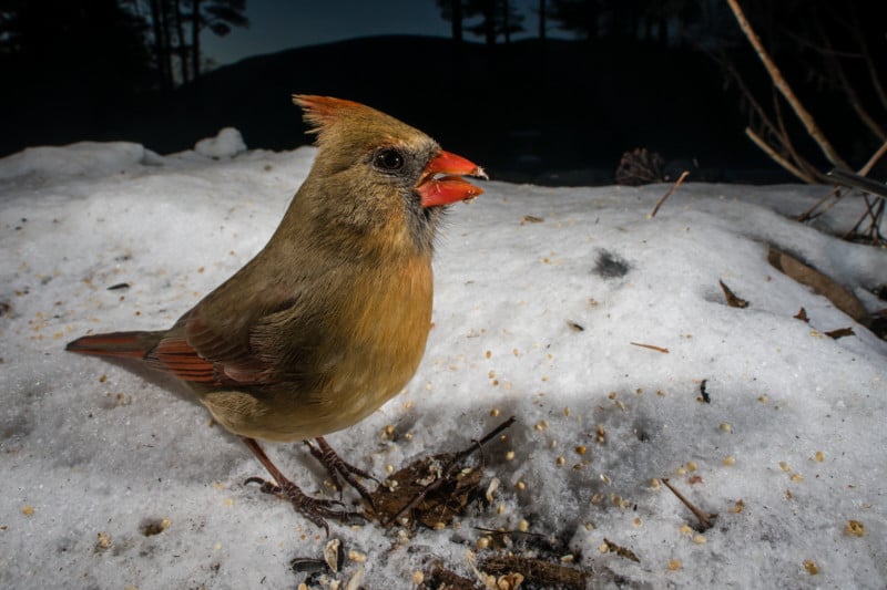 A close-up photo of a bird feeding in the winter at a bird feeder