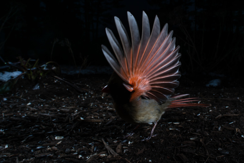 A close-up photo of a bird feeding in the winter at a bird feeder