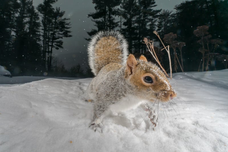 A close-up photo of a squirrel by photographer Carla Rhodes