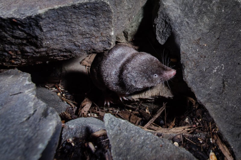 A close-up photo of a shrew feeding in the winter at a bird feeder
