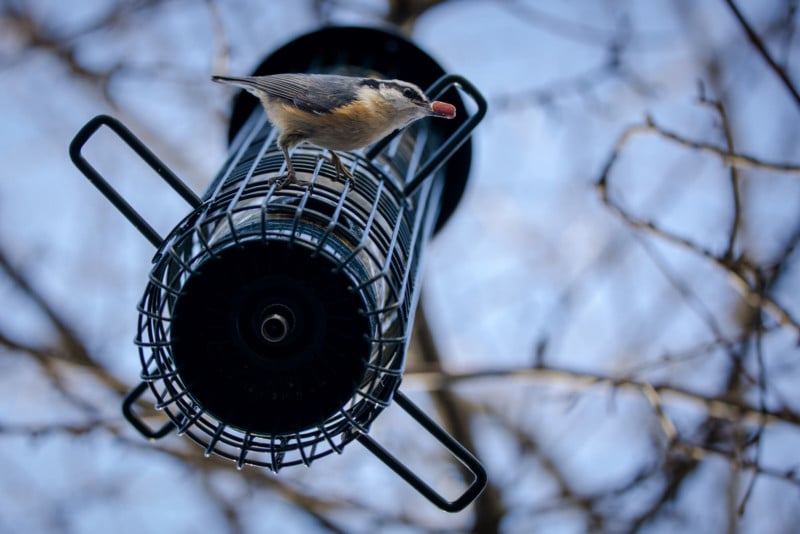 A bird at a bird feeder that is hanging from a tree