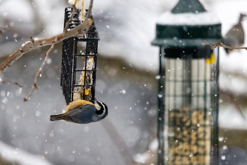 A bird at a bird feeder in a tree in snowy winter
