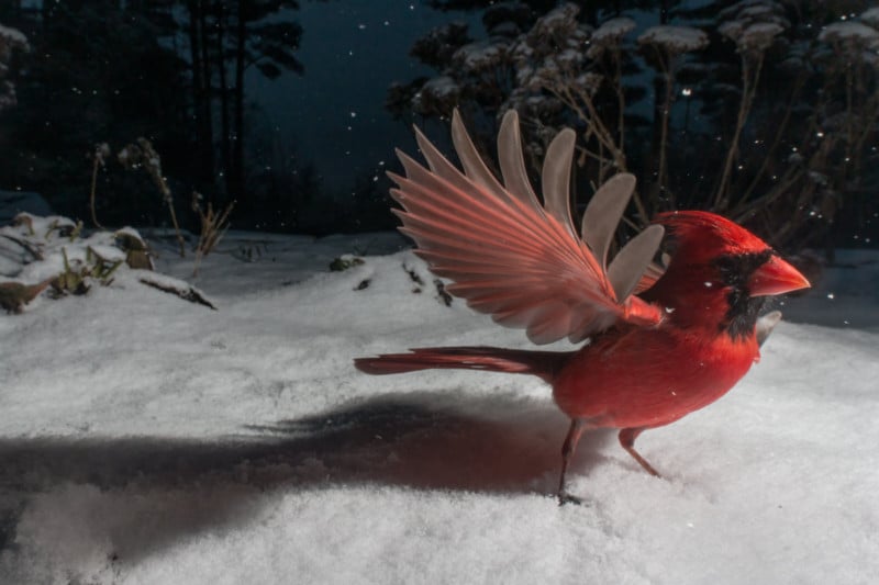 A close-up photo of a bird by photographer Carla Rhodes