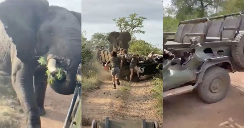 Elephant Charges Safari Vehicle and Nearly Flips It Over | PetaPixel