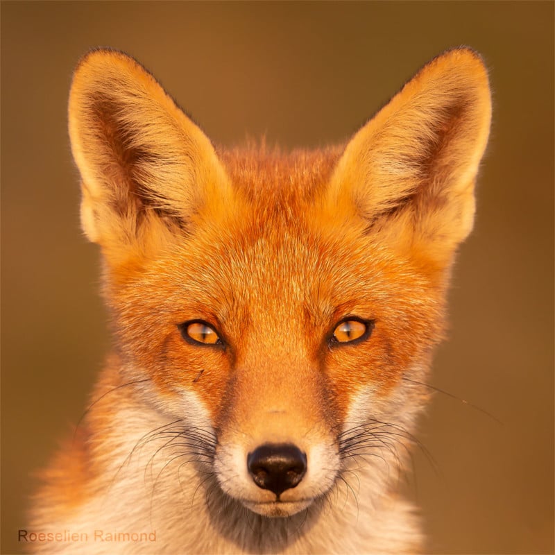 Sixty-Four Foxy Faces: Portraits of Fantastic Foxes Over 10+ Years |  PetaPixel