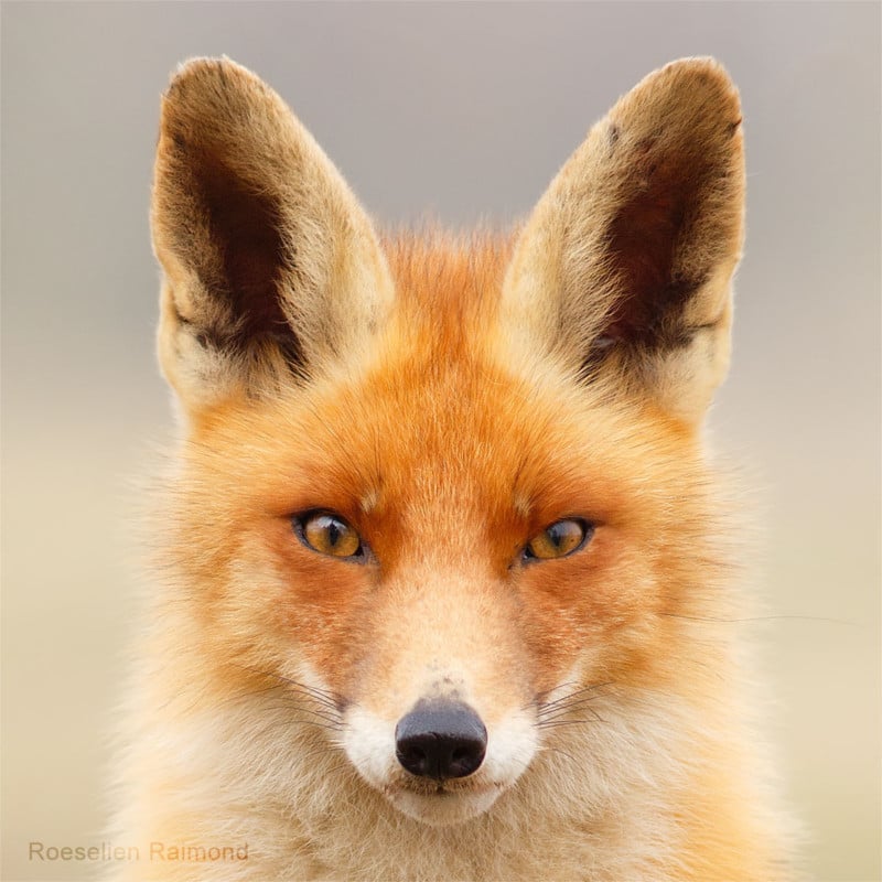 A portrait of a fox