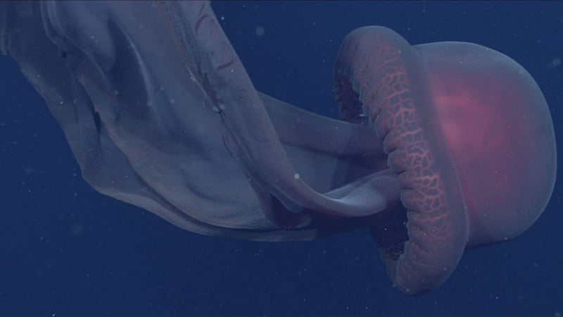 Rare Photos Of Giant Phantom Jellyfish From 3 200 Feet Under The Sea 