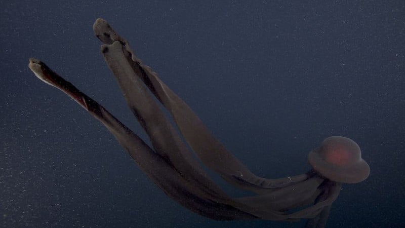 Rare Photos of Giant Phantom Jellyfish from 3,200 Feet Under the Sea |  PetaPixel