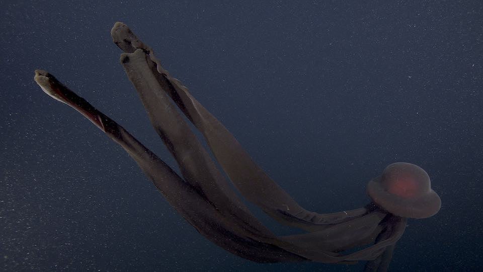 Rare Photos of Giant Phantom Jellyfish from 3,200 Feet Under the Sea ...