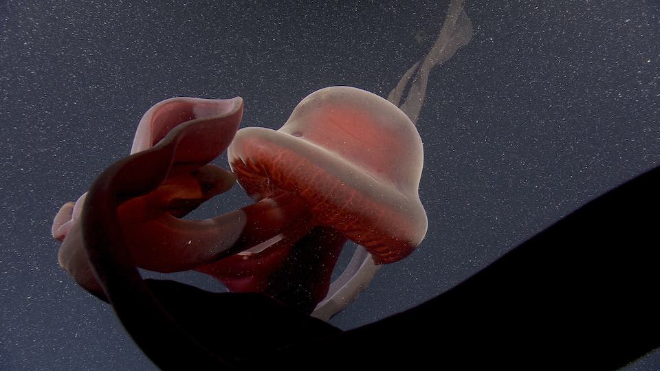 Rare Photos of Giant Phantom Jellyfish from 3,200 Feet Under the Sea ...