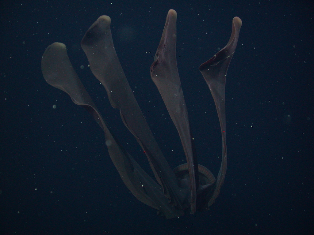 Rare Photos of Giant Phantom Jellyfish from 3,200 Feet Under the Sea ...