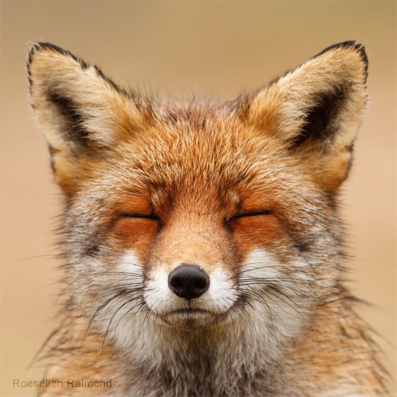 A portrait of a squinting fox